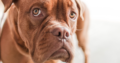 Der Pawlowsche Hund wohnt auch in euch