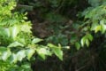 ISO 80: Kein Bildrauschen